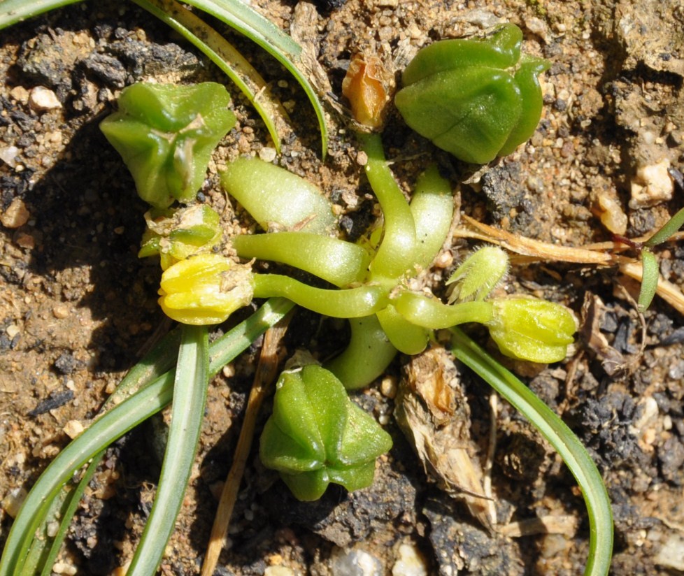 Image of Ornithogalum sibthorpii specimen.