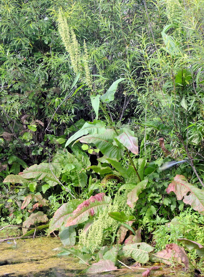 Image of Rumex aquaticus specimen.