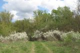 Prunus stepposa. Цветущие растения. Ростовская обл., Усть-Донецкий р-н, окр. пос. Огиб. 02.05.2011.