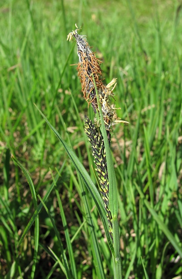 Image of Carex nigra specimen.