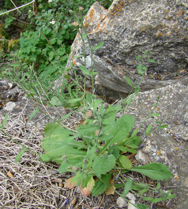 Image of Rhinactinidia popovii specimen.