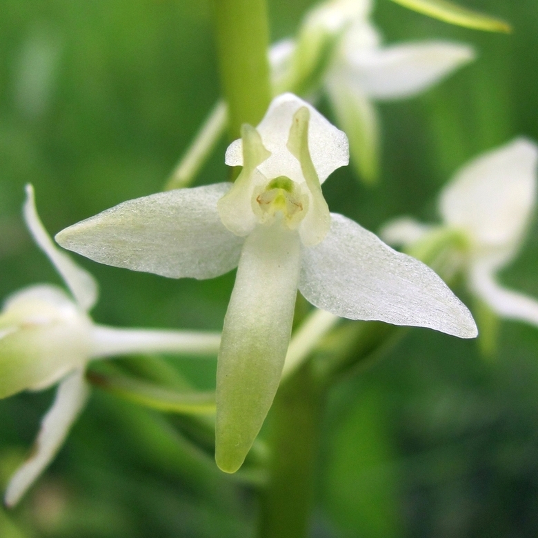 Изображение особи Platanthera bifolia.