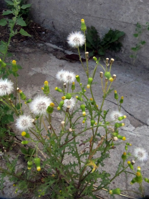 Image of Senecio vulgaris specimen.