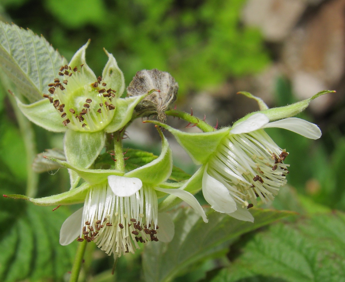 Image of Rubus idaeus specimen.