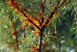 Hippophae rhamnoides. Ветвь с созревающими плодами. Московская обл., Раменский р-н, окр. дер. Хрипань, дачный участок. 24.08.2007.