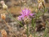 Смотреть изображение Centaurea pseudoleucolepis