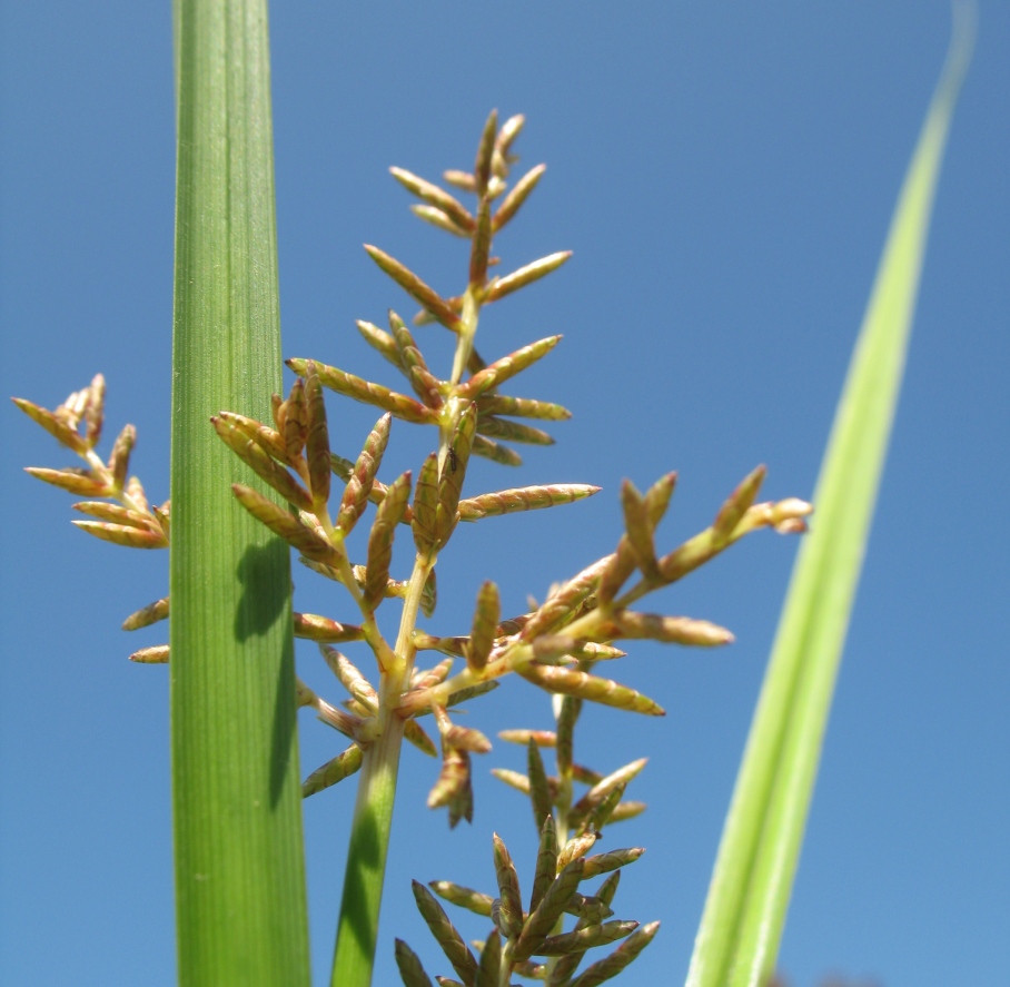 Изображение особи Juncellus serotinus.