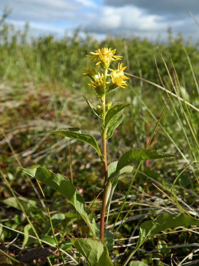 Изображение особи Solidago virgaurea ssp. lapponica.