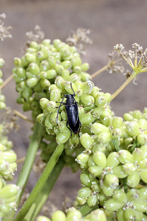 Изображение особи Ferula foetida.