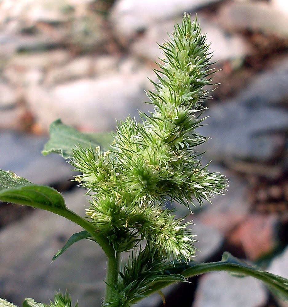 Image of Amaranthus retroflexus specimen.