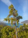 Juniperus deltoides. Ветвь с созревающими шишкоягодами. Черноморское побережье Кавказа, Новороссийск, близ с. Южная Озереевка, шибляк с доминированием Juniperus deltoides. 25 марта 2012 г.