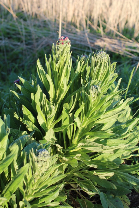 Изображение особи Cynoglossum officinale.