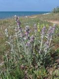 Stachys velata