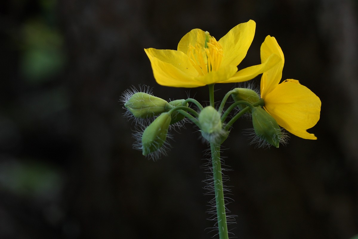 Изображение особи Chelidonium majus.