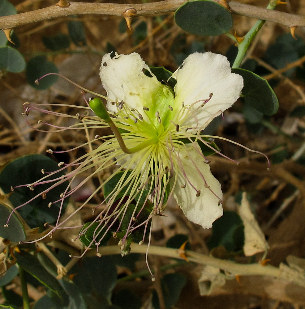 Изображение особи Capparis aegyptia.