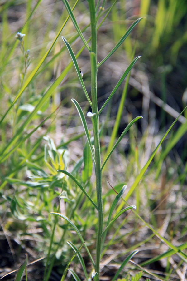 Image of Erysimum flavum specimen.