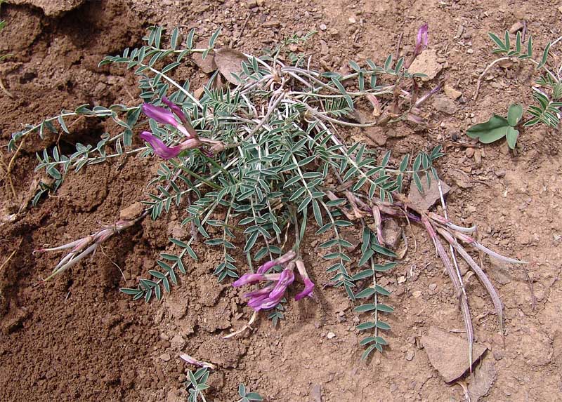 Изображение особи Astragalus rostratus.