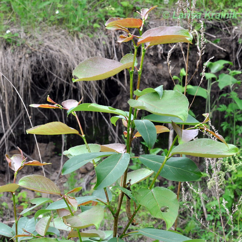 Image of Populus koreana specimen.