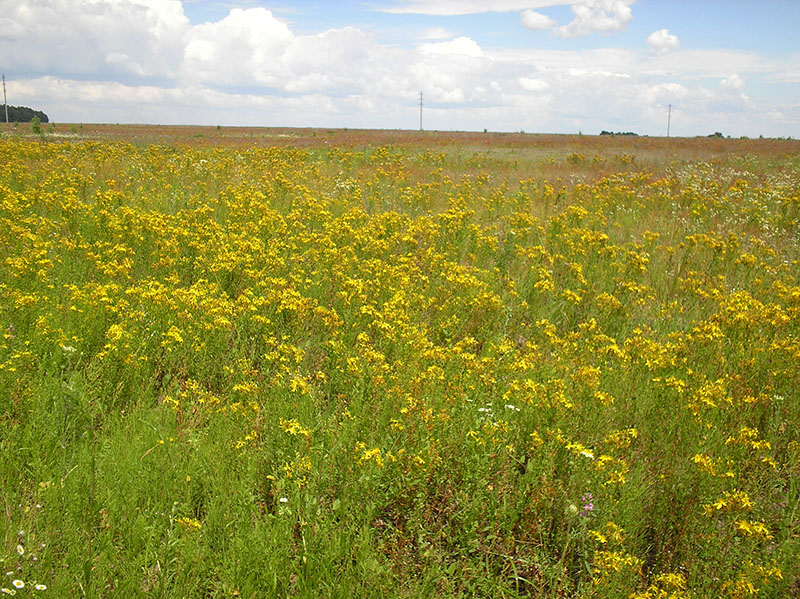 Image of Hypericum perforatum specimen.