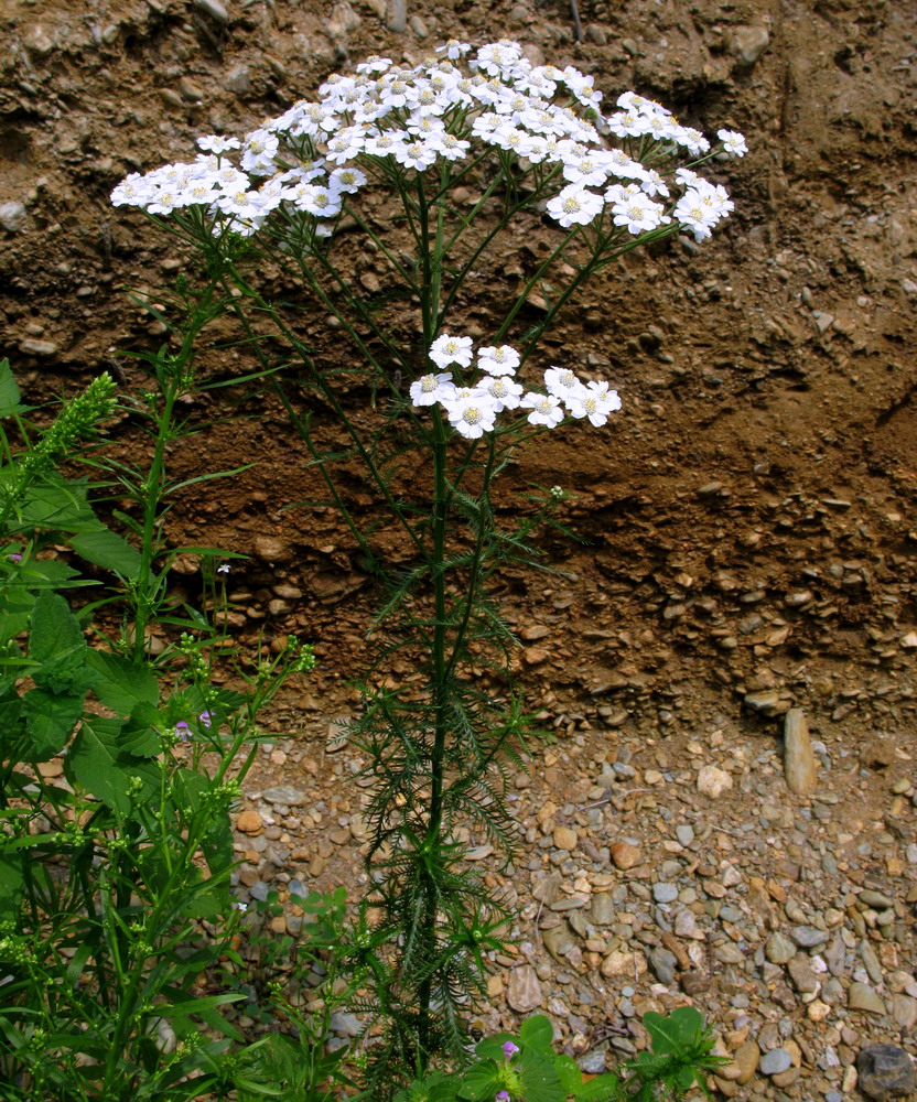 Image of Achillea impatiens specimen.