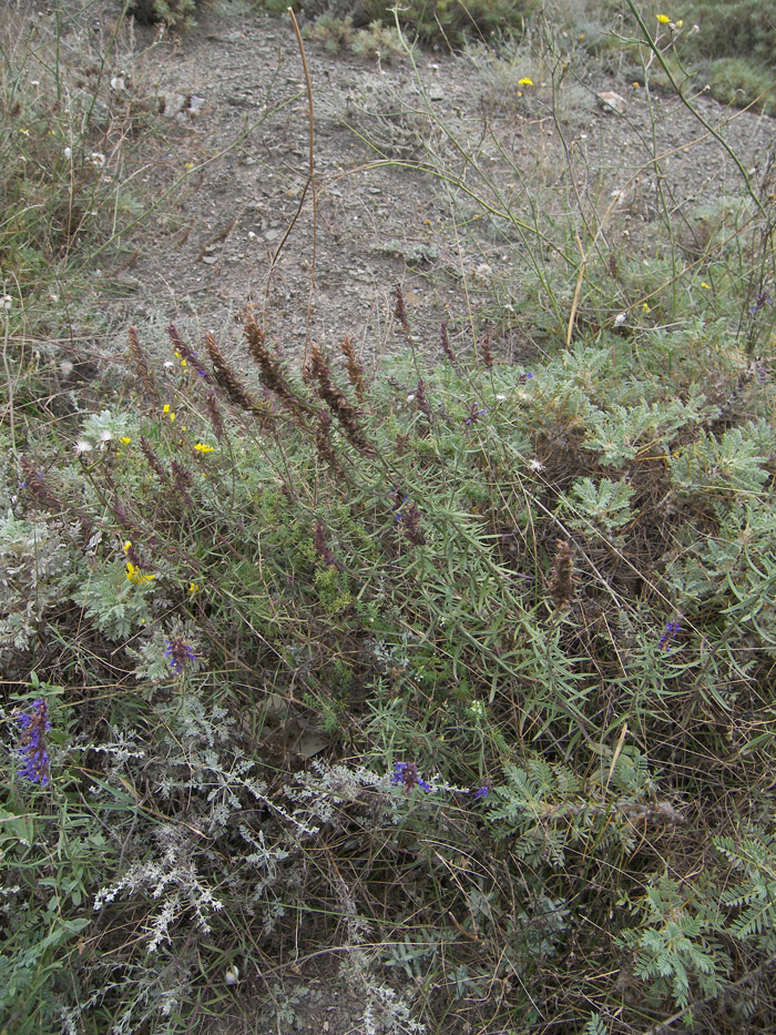 Image of Hyssopus angustifolius specimen.