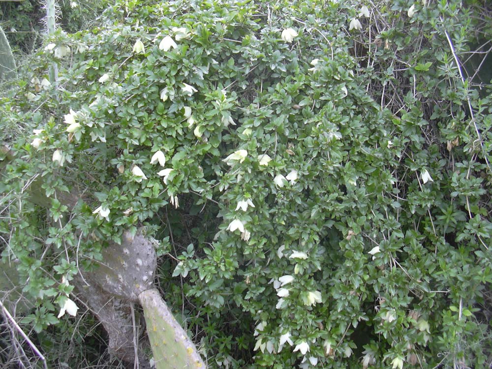 Image of Clematis cirrhosa specimen.