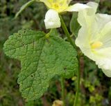 Alcea rosea