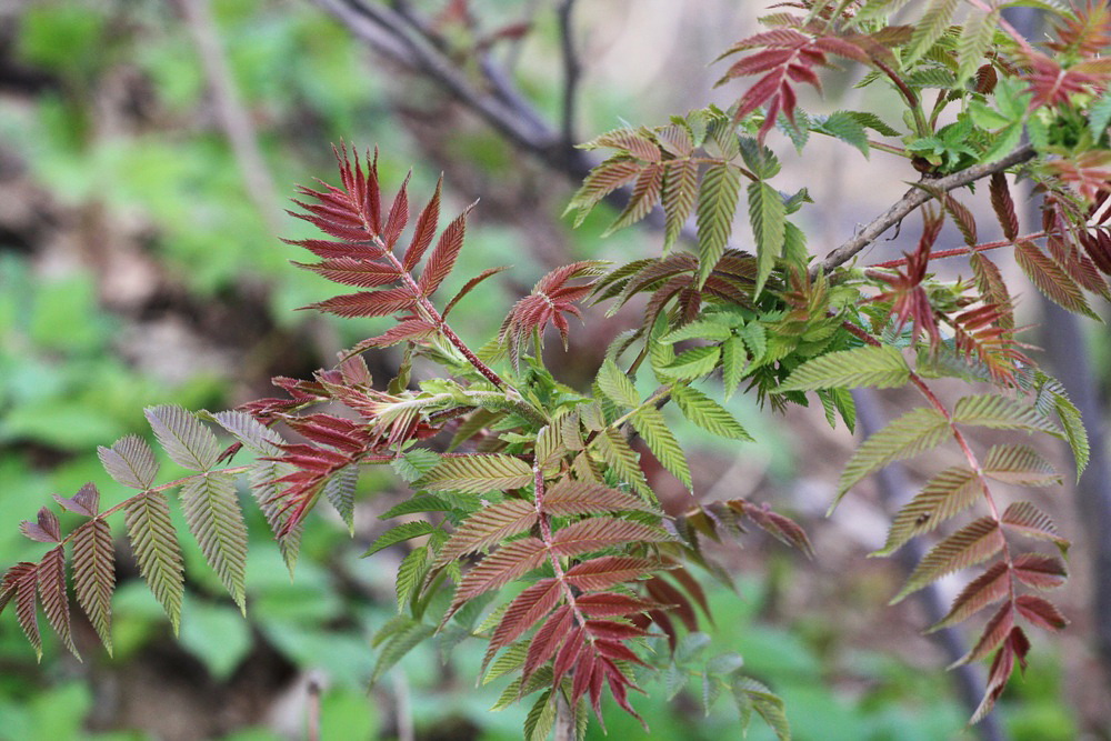 Изображение особи Sorbaria sorbifolia.