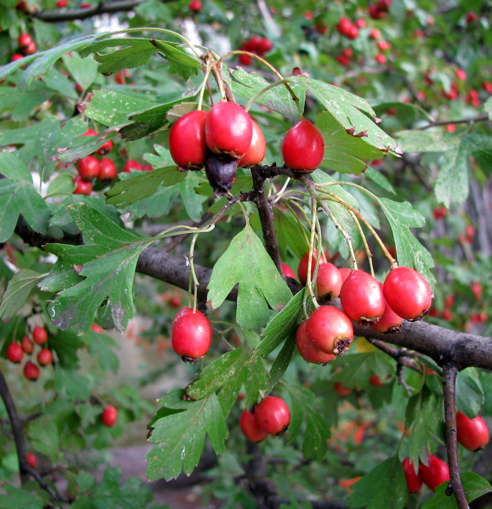 Image of genus Crataegus specimen.