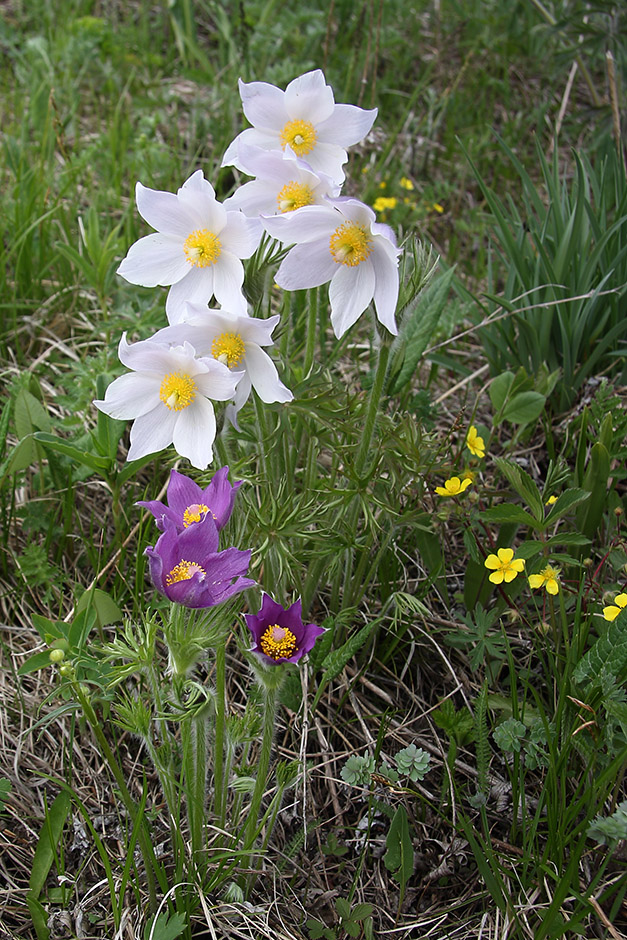 Image of Pulsatilla multifida specimen.