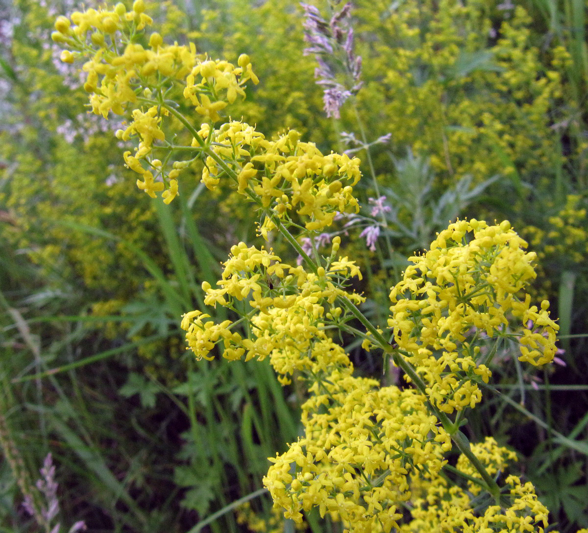 Image of Galium verum specimen.