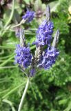 Смотреть изображение Lavandula multifida