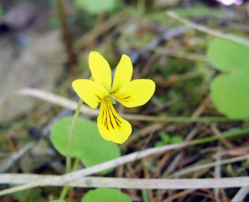 Image of Viola biflora specimen.