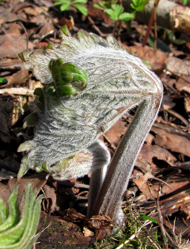 Image of Aconitum septentrionale specimen.