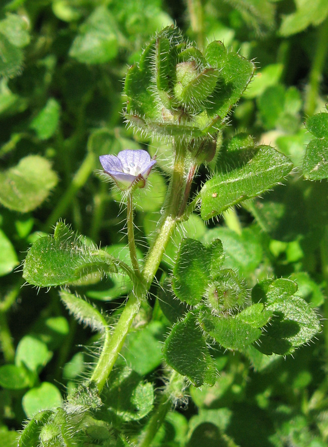 Изображение особи Veronica hederifolia.