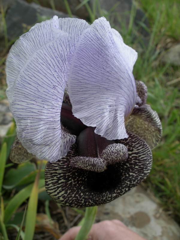 Image of Iris hermona specimen.