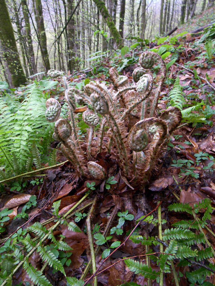 Изображение особи Polystichum setiferum.