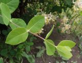 Lonicera caprifolium. Верхушка побега. Украина, Запорожье, ул. М.Горького, перед Банком Кипра. 16.05.2013.