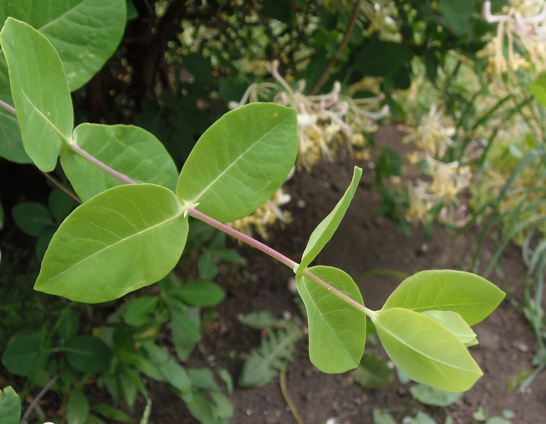 Image of Lonicera caprifolium specimen.