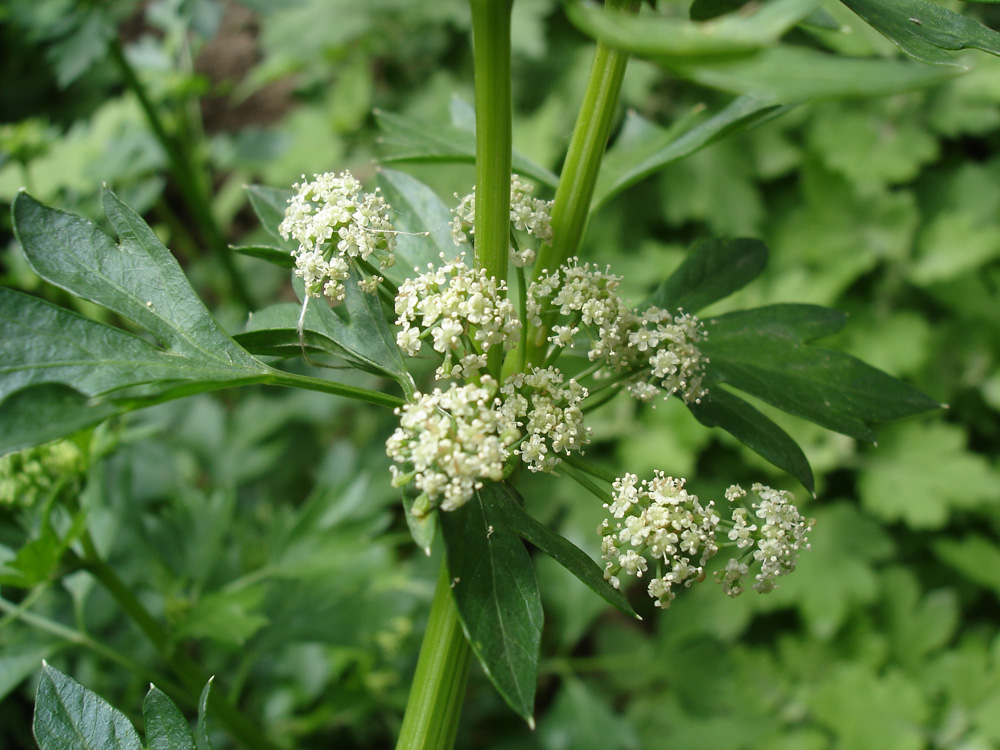 Image of Apium graveolens specimen.