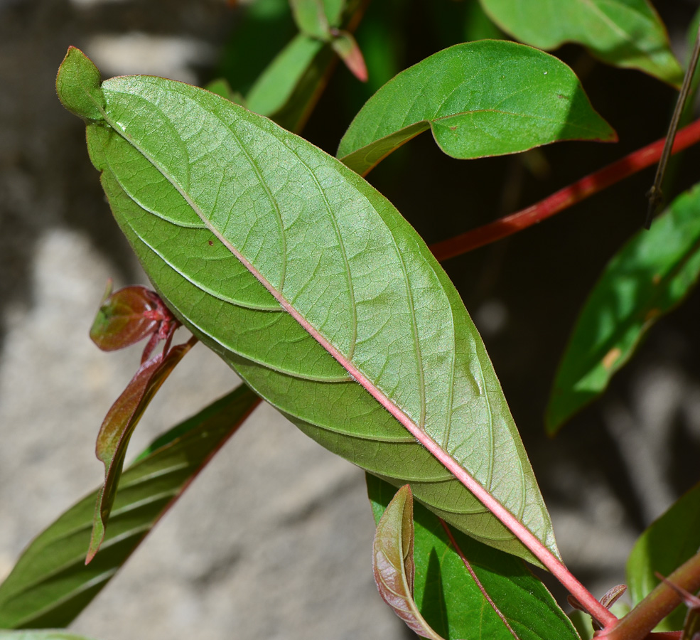 Image of Hamelia patens specimen.