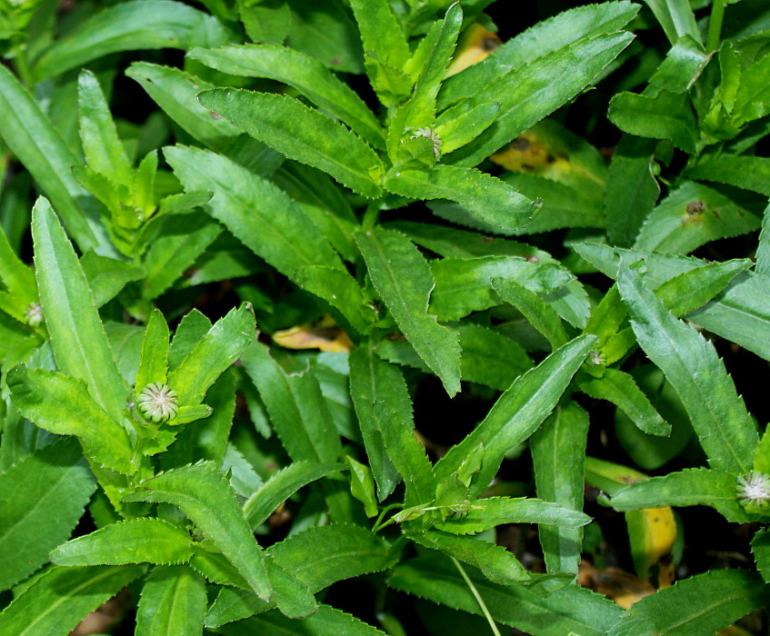 Image of Leucanthemum maximum specimen.