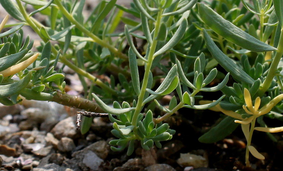 Image of Aethionema grandiflorum specimen.