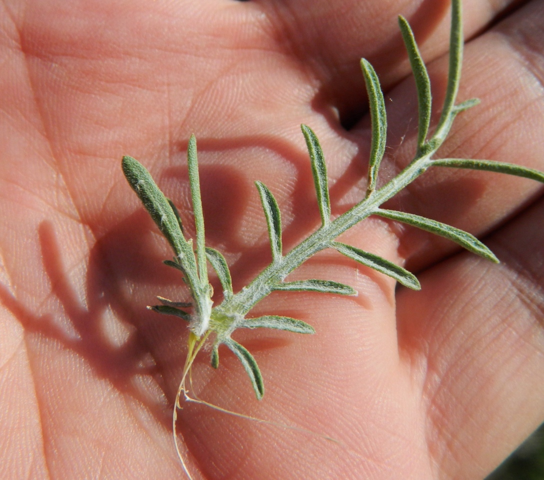 Image of Centaurea odessana specimen.