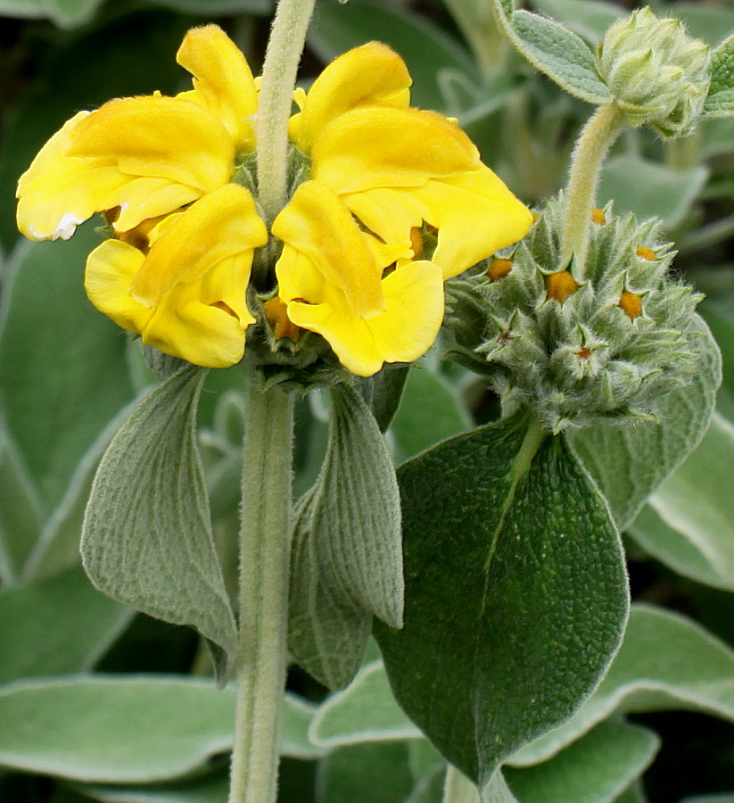 Изображение особи Phlomis fruticosa.