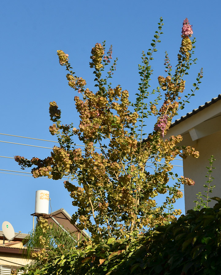 Image of Karomia speciosa specimen.