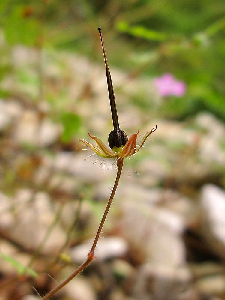 Image of Geranium robertianum specimen.