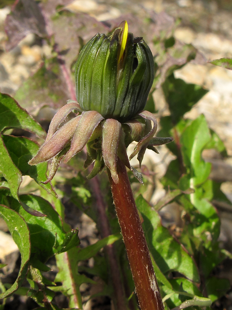 Image of genus Taraxacum specimen.