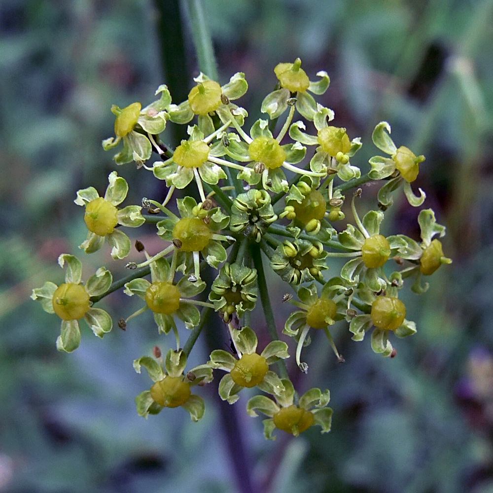 Image of Heracleum sibiricum specimen.