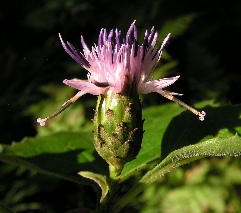 Изображение особи Saussurea grandifolia.